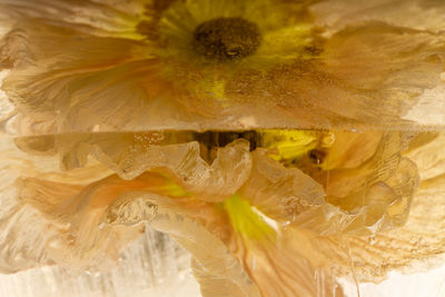 Poppy in crystal clear ice