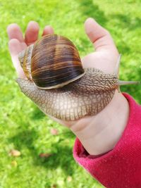 Close-up of hand holding snail