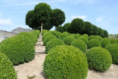 Trees growing in a park