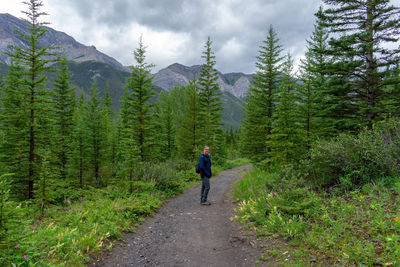 Rear view of man walking on street amidst trees