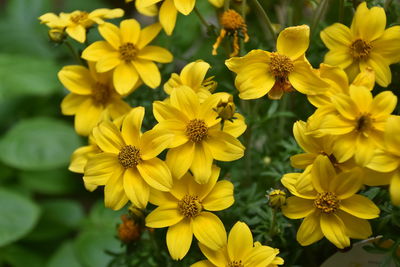 Close-up of yellow flowers blooming outdoors