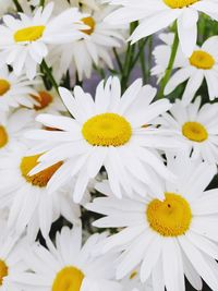 Close-up of white daisy flowers