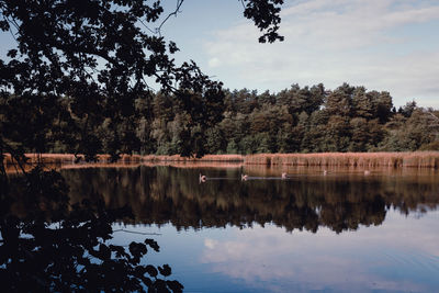 Reflection of trees in lake against sky