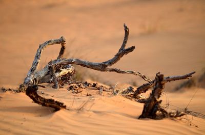 View of an animal on sand