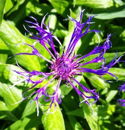 Close-up of purple flowers blooming outdoors