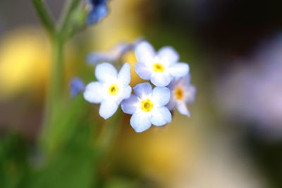 Close-up of white flowering plant