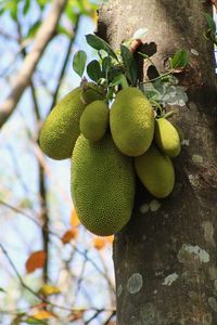 Close-up of fruits growing on tree