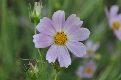 Close-up of flower blooming outdoors