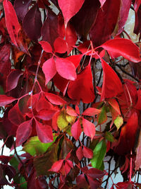 Close-up of leaves