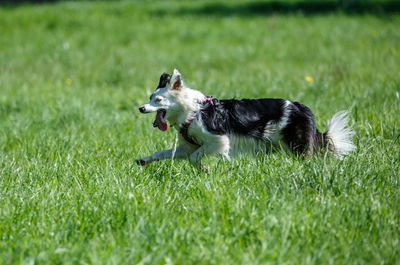 Dog running on grassy field