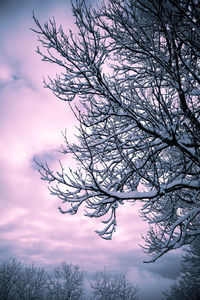 Low angle view of silhouette bare tree against sky at sunset