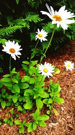 Close-up of white daisy blooming outdoors