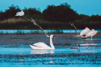 Swans and pelicans on a lake