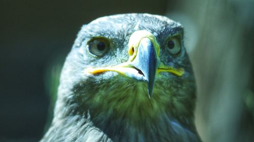 Close-up of eagle