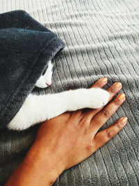 High angle view of man hand with cat