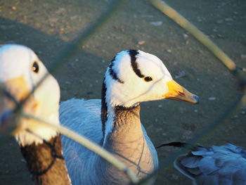 Close-up of duck in lake