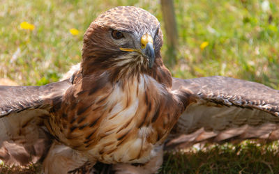 Close-up of hawk on field