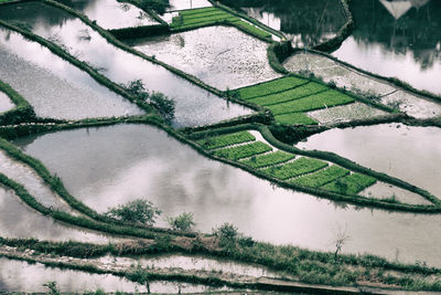 Scenic view of agricultural field