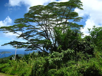 Trees growing in forest against sky