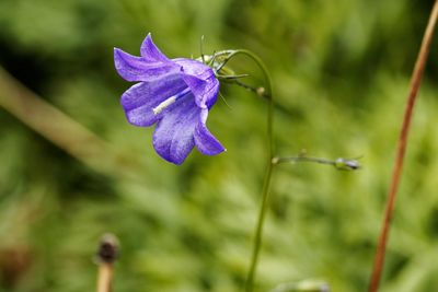 Close-up of purple flowering plant