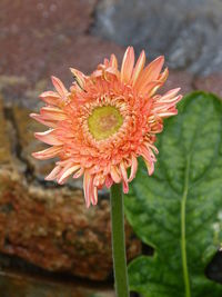 Close-up of flower blooming outdoors