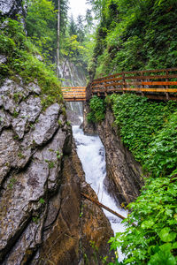 Bridge over river amidst trees in forest