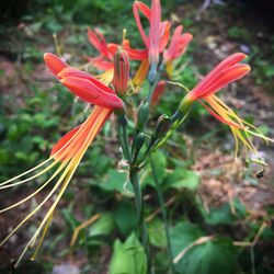 Close-up of red flowers blooming outdoors