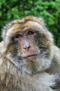 Portrait of a monkey