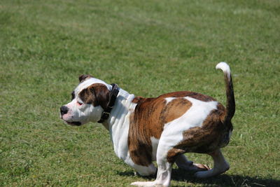 Dog standing on field