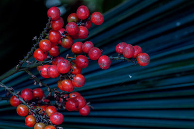 Close-up of cherries on tree