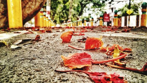 Close-up of fallen dry autumn leaves