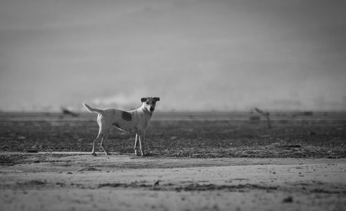 Side view of horse standing on field