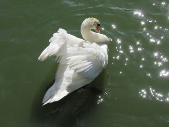 High angle view of swan in lake