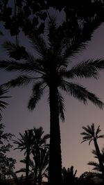 Low angle view of palm tree against sky