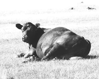 View of animal resting on field