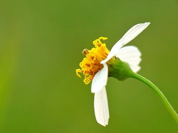 Close-up of yellow flower blooming against green background