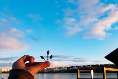 Cropped hand of person holding dry plant against sea and sky
