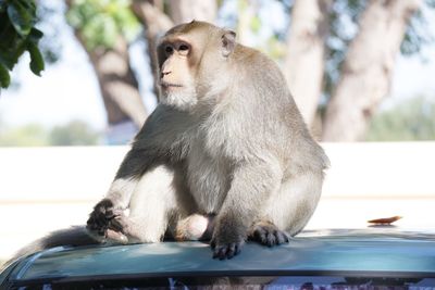 Close-up of monkey sitting on street