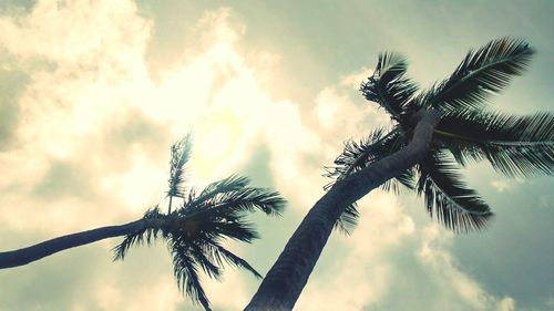 Low angle view of palm trees against cloudy sky