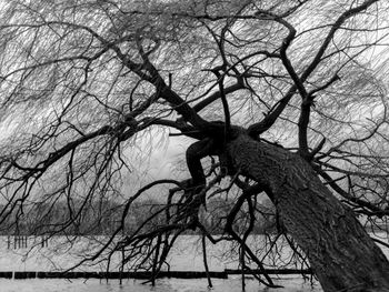 Bare trees against sky