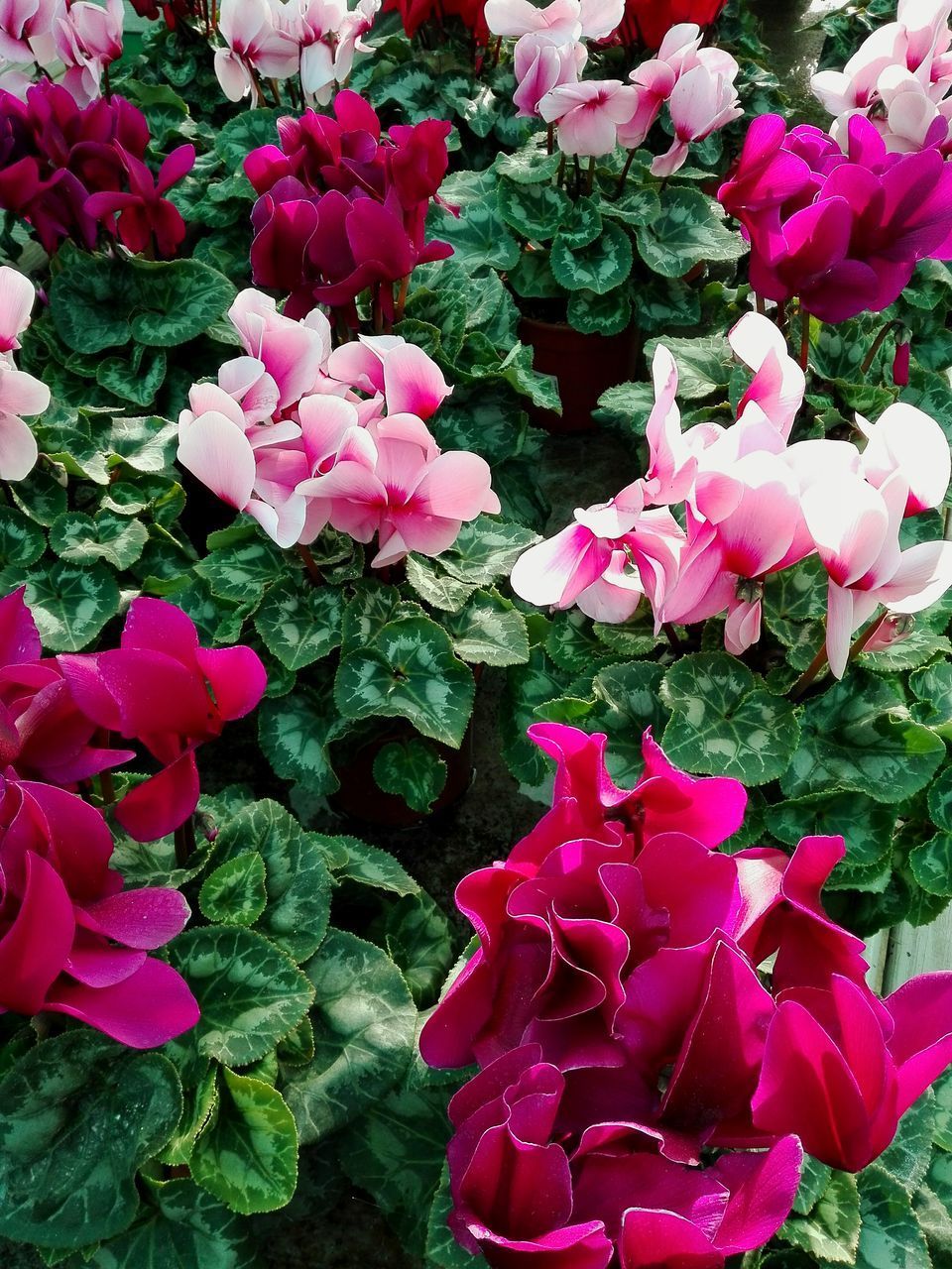 CLOSE-UP OF PINK ROSE FLOWERING PLANTS