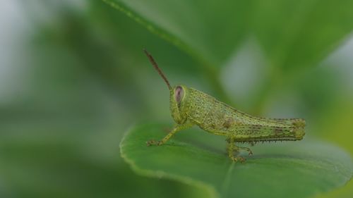 Close-up of insect on leaf