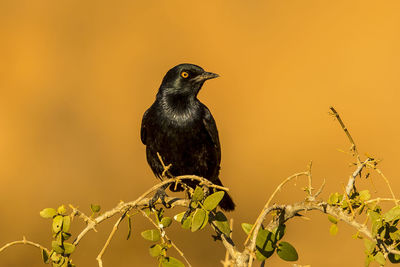 Close-up of bird perching on branch