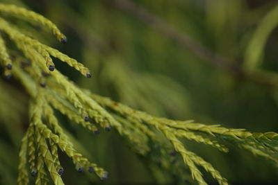 Close-up of green plant against blurred background