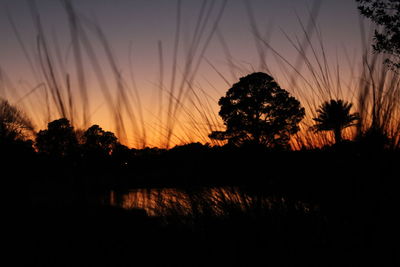 Silhouette trees at sunset