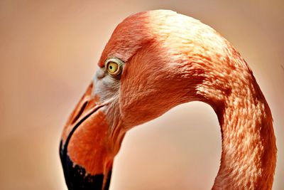 Close-up of a flamingo 