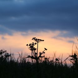 Silhouette plants growing on field against sky during sunset