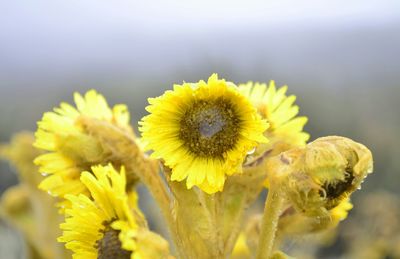 Close-up of yellow flowers