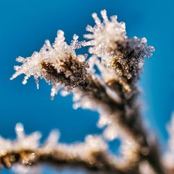 Close-up of frozen plant against blue sky