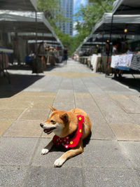 Dog lying down on footpath in city